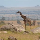  The Serengeti, TZ